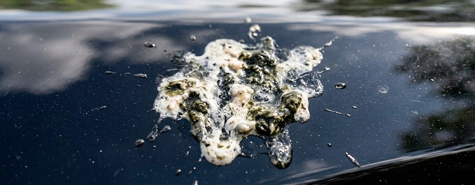 Photo fientes d'oiseaux sur carrosserie de voiture